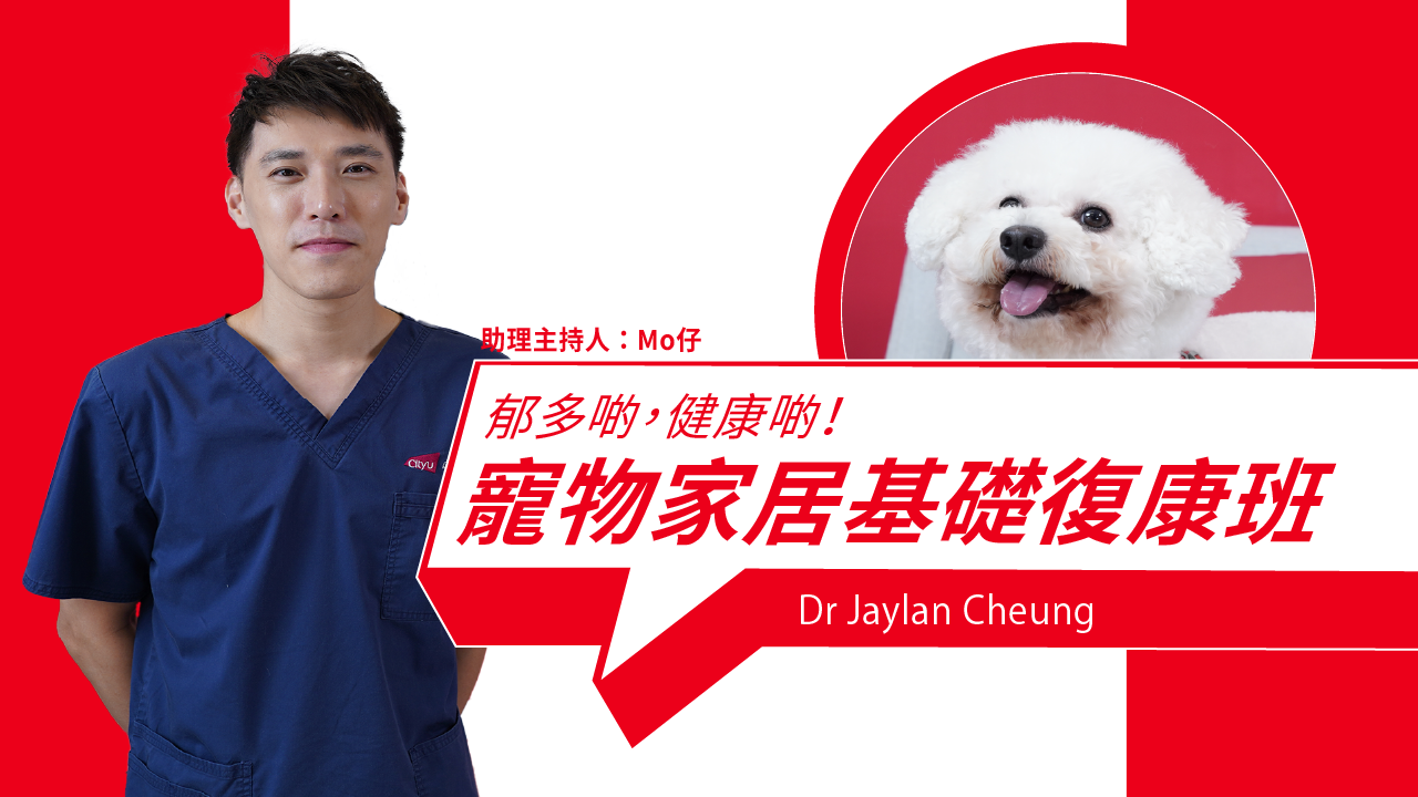 Get Moving! Home Rehab Tips for Healthier, Happier Pets 